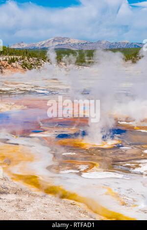 La cottura a vapore di geyser, sorgenti calde e colorate di depositi minerali nel bacino di porcellana, Noris Geyser Basin, il Parco Nazionale di Yellowstone Foto Stock
