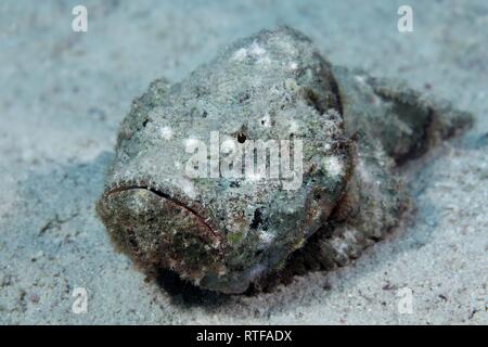 Falso pesce pietra (Scorpaenopsis diabolus), si siede sul fondo di sabbia, Mar Rosso, Egitto Foto Stock