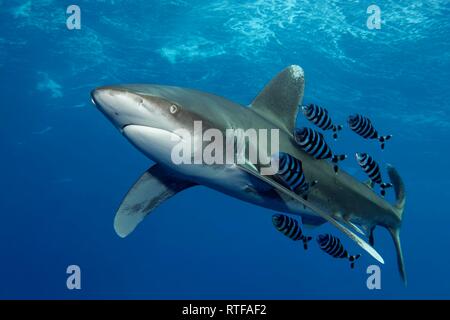 Tigre di sabbia squalo toro (Carcharias taurus) con pesce pilota (Naucrates raschiatore) nuota sotto la superficie del mare in mare aperto, Mar Rosso, Egitto Foto Stock