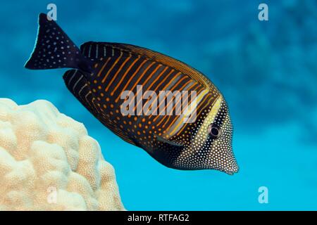 Desjardin's sailfin tang (Zebrasoma desjardinii) nuota su Coral Reef, Mar Rosso, Egitto Foto Stock