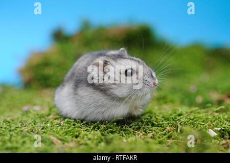 Djungarian hamster (Phodopus sungorus), agouti, siede nel muschio, Austria Foto Stock