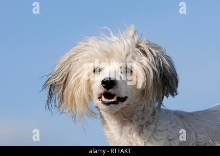 Crested cinese cane glabre, animale ritratto, Austria Foto Stock