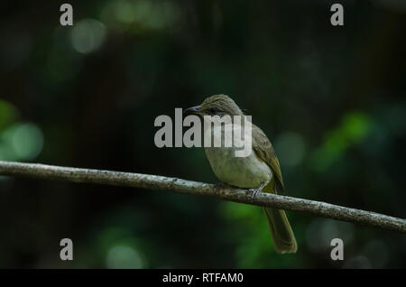 Stripe-throated Bulbul su un ramo (Pycnonotus finlaysoni) Foto Stock