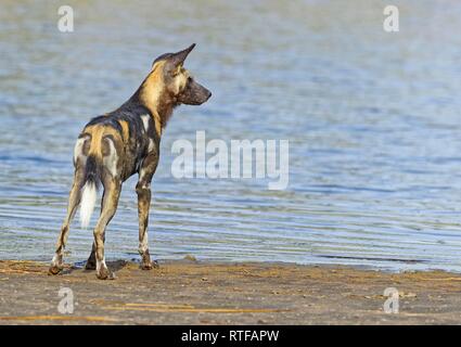 African wild dog (Lycaon pictus) sorge sulla riva del lago di Masek, Serengeti, Tanzania Foto Stock