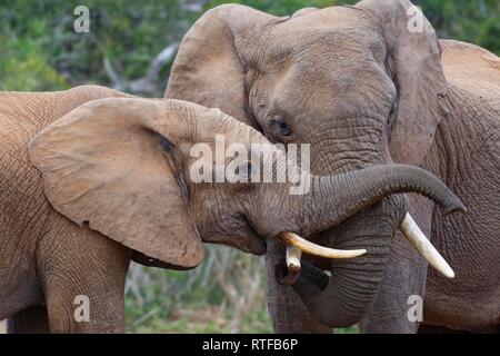 Bush africano Elefante africano (Loxodonta africana), due giovani maschi riproduzione di lotta, Addo Elephant National Park, Capo orientale Foto Stock