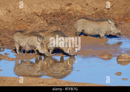 Comune di facoceri (Phacochoerus africanus), tre adulti in acqua fangosa, bere a waterhole, Addo Elephant National Park Foto Stock