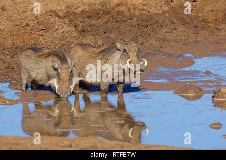 Comune di facoceri (Phacochoerus africanus), due adulti in acqua fangosa, bere a waterhole, Addo Elephant National Park Foto Stock