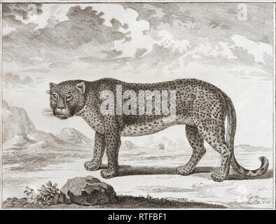 Leopard (Panthera pardus), incisione su rame da Benard dopo Martinet da Histoire Naturelle nell'enciclopedia di Diderot e Foto Stock