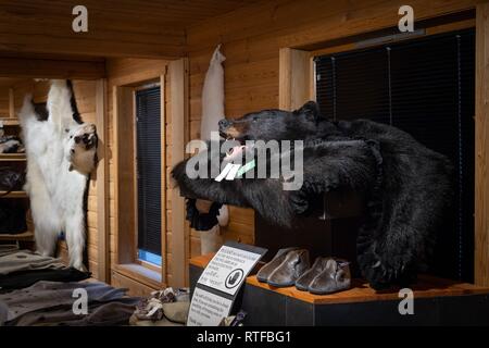 Orso polare e black bear pelliccia, shop, Longyearbyen, Spitsbergen, Svalbard, Norvegia Foto Stock