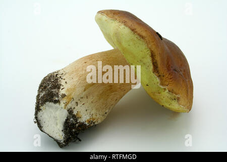 Fungo isolato su sfondo bianco Foto Stock