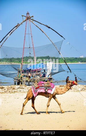 Camel, Cinese reti da pesca, Kochi, Cochin, Kerala, India Foto Stock