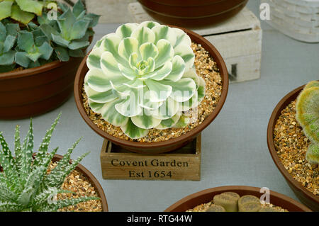 Echeveria Compton giostra, questa pianta è una succulenta, adatto per ambienti aridi Foto Stock