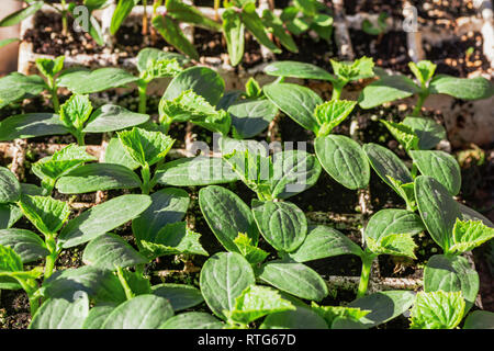 Sana trapianti di cetriolo in serra. Foto Stock