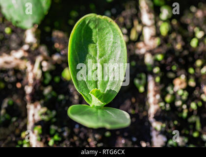 Sana trapianti di cetriolo in serra. Foto Stock