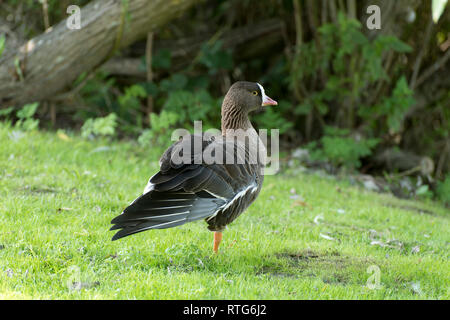 Oca nana sorge su una gamba in un prato con ali teso Foto Stock