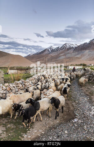 Allevamento di capre pascolano sul prato vicino al lago delle highland Pangong Tso nella regione del Ladakh, India Foto Stock