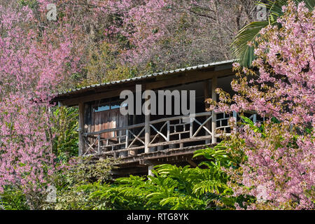 La fioritura dei ciliegi e sakura in Chiang Mai Thailandia Foto Stock