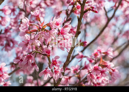 Rosa sakura cherry blossom close-up Foto Stock
