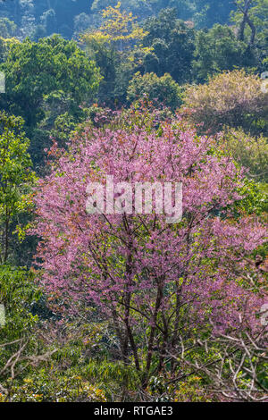 Rosa sakura cherry blossom close-up Foto Stock