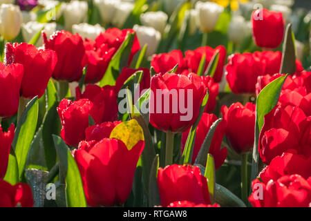 Bellissimo il bianco e il rosso tulipani close-up in giardino Foto Stock