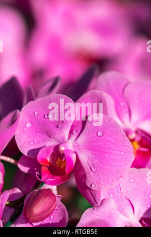 Bella viola fiori di orchidea close-up Foto Stock