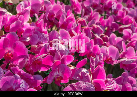 Bella viola fiori di orchidea close-up Foto Stock