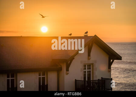 Gli uccelli su un tetto al tramonto con vista oceano in background Foto Stock