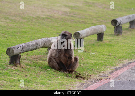 Achacma babbuino (Papio ursinus) mangiare radici di erba in della Riserva Naturale del Capo di Buona Speranza, Cape Town, Sud Africa. Foto Stock