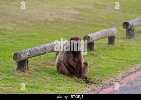 Achacma babbuino (Papio ursinus) mangiare radici di erba in della Riserva Naturale del Capo di Buona Speranza, Cape Town, Sud Africa. Foto Stock