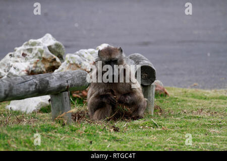 Achacma babbuino (Papio ursinus) mangiare radici di erba in della Riserva Naturale del Capo di Buona Speranza, Cape Town, Sud Africa. Foto Stock