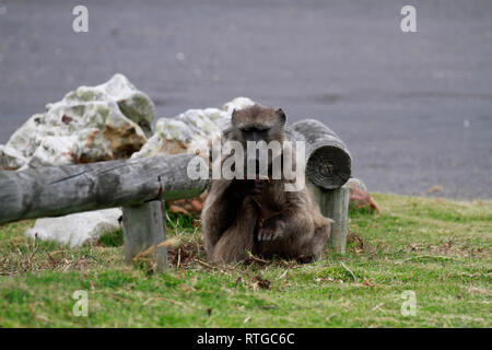 Achacma babbuino (Papio ursinus) mangiare radici di erba in della Riserva Naturale del Capo di Buona Speranza, Cape Town, Sud Africa. Foto Stock