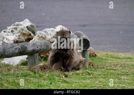 Achacma babbuino (Papio ursinus) mangiare radici di erba in della Riserva Naturale del Capo di Buona Speranza, Cape Town, Sud Africa. Foto Stock