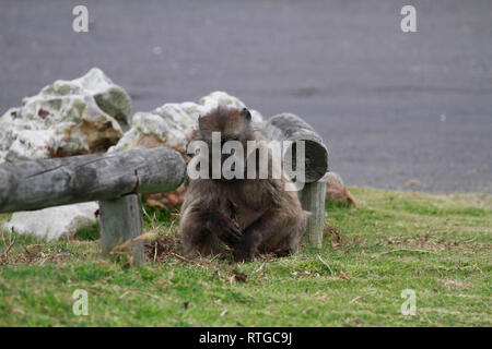 Achacma babbuino (Papio ursinus) mangiare radici di erba in della Riserva Naturale del Capo di Buona Speranza, Cape Town, Sud Africa. Foto Stock