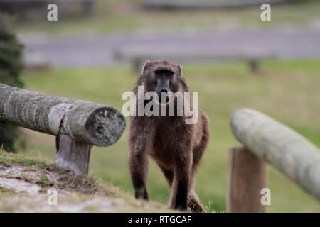 Achacma babbuino (Papio ursinus) in della Riserva Naturale del Capo di Buona Speranza, Cape Town, Sud Africa. Foto Stock