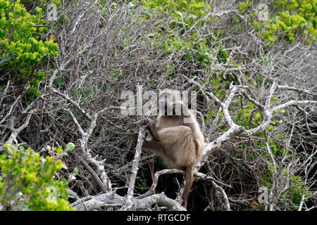 Achacma babbuino (Papio ursinus) in della Riserva Naturale del Capo di Buona Speranza, Cape Town, Sud Africa. Foto Stock