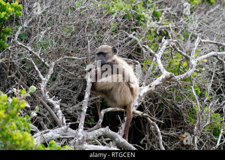 Achacma babbuino (Papio ursinus) in della Riserva Naturale del Capo di Buona Speranza, Cape Town, Sud Africa. Foto Stock