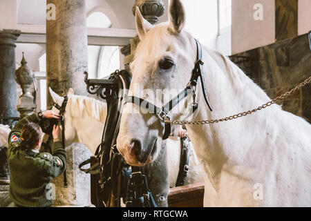 Febbraio 20, 2019.Royal stabile in Danimarca Copenhagen in territorio Christiansborg Slot. Uomo donna giovane cavaliere jockey preparando per una briglia, briglia, oc Foto Stock