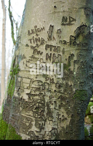 Vecchie incisioni nella corteccia di un albero di faggio con le iniziali di individui o i nomi delle coppie Lancashire England Regno Unito GB Foto Stock