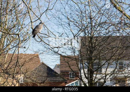 Un woodpigeon Columba palumbus, in una struttura ad albero che si affaccia l'alloggiamento. Colombacci sono uno degli uccelli più comuni nel Regno Unito e il numero di milioni. Essi possono essere Foto Stock