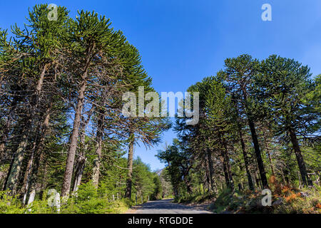 Foresta Araucaria, Reserva Nacional Malalcahuello-Nalcas, regione Araucania, Cile Foto Stock