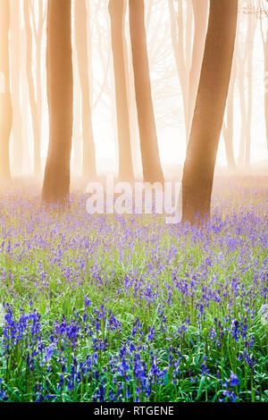 Bluebell boschi a sunrise. Foto Stock