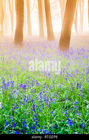 Bluebell boschi a sunrise. Foto Stock