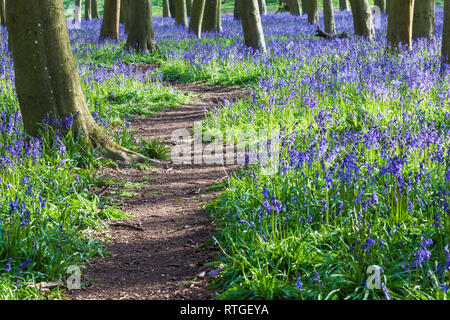 Bluebell boschi al mattino presto sun. Foto Stock