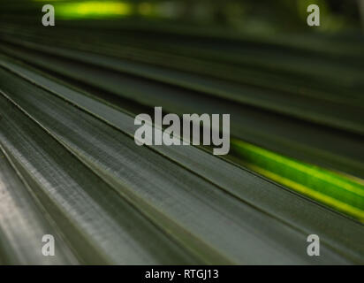 Green Palm tree foglie con retroilluminazione che risplende attraverso la texture Foto Stock