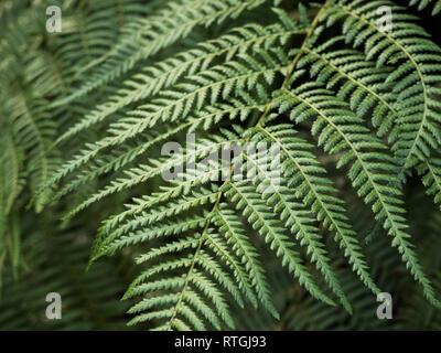 Close up foglie di felce in luce morbida con sfondo sfocato Foto Stock