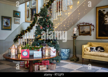 Il whippet giace sul divano giallo nel grande atrio con scalone costruito da falegnameria Geraghty e artificiale dei Royal Blue Abete rosso albero di Natale Foto Stock