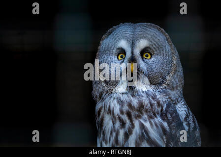 Grande Gufo grigio o Strix nebulosa sul ramo vicino. Foto Stock