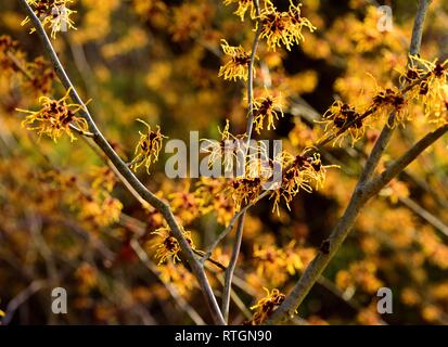 Amamelide in fiore Foto Stock