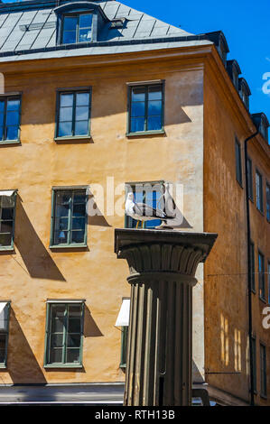 Seagull seduti sul classico colonna medievale con vibrante giallo arancione facciata di edificio sullo sfondo a Stoccolma, Svezia Foto Stock