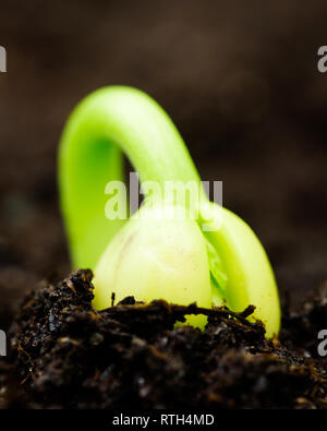 Fagioli freschi germoglio rompere attraverso il suolo. Foto Stock